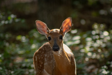 A moment of connection: a young deer's curious stare in the woods.