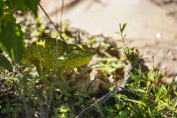 Chameleon Hiding Among Leaves in Its Natural Habitat