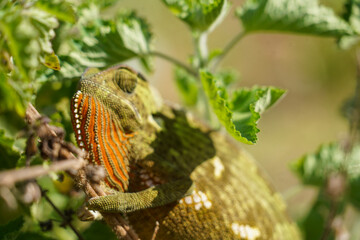 Chameleon Hiding Among Leaves in Its Natural Habitat