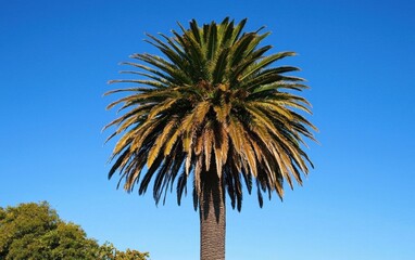 Fototapeta premium Professional stock photo of a Towering Palm Tree with a Clear Blue Sky in the Background