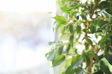 Indoor plants and flowers in pots by the window. Seedlings on the windowsill.