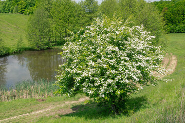 A lush Crataegus monogyna tree covered in white blossoms stands beside a calm pond, surrounded by greenery and a dirt path.