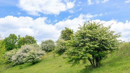 Obraz premium Lush hawthorn trees Crataegus monogyna in full bloom on a green hillside under a bright blue sky with fluffy clouds