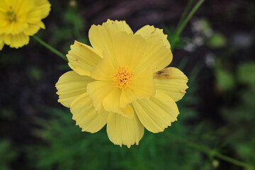 Sulfur kenikir (Cosmos sulphureus) is a flowering plant originating from Mexico and is a natural habitat for the insect Anagrus nilaparvatae