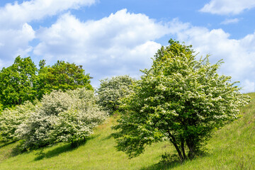 Lush hawthorn trees Crataegus monogyna in full bloom on a green hillside under a bright blue sky...
