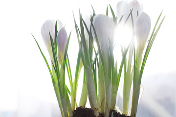 Crocus, plural crocuses or croci is a genus of flowering plants in the iris family. A single crocus, a bunch of crocuses, a meadow full of crocuses, close-up crocus. Crocus on a white background.