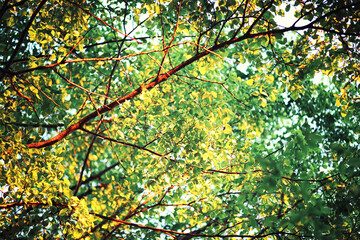 Bright spring greens at dawn in the forest. Nature comes to life in early spring.