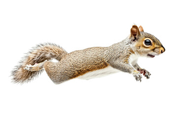 Squirrel Leaping in Mid-Air on Transparent Background