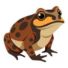 Close-up of African Tree Toad Displayed on White