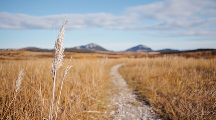 Obraz premium Pathway through golden field to distant mountains