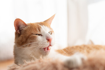 窓辺でくつろぐ可愛い猫　茶トラ白