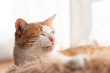 窓辺でくつろぐ可愛い猫　茶トラ白