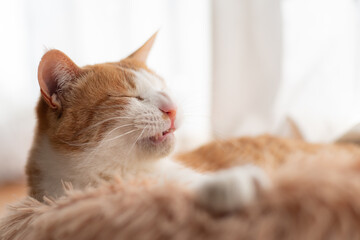 窓辺でくつろぐ可愛い猫　茶トラ白