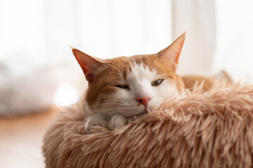 窓辺でくつろぐ可愛い猫　茶トラ白