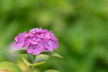 雨に濡れたアジサイをマクロレンズで撮影
