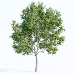 Fototapeta premium Alder tree isolated on white background