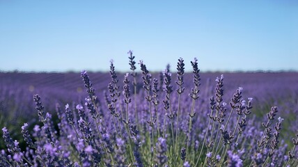 Naklejka premium Lavender field in bloom, serene atmosphere, close-up of lavender flowers, clear blue sky, copy space