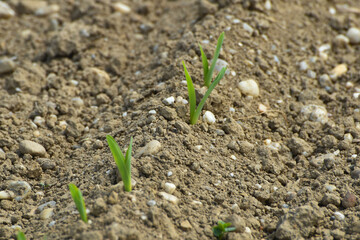 Mais,  Zea mays L. nach Auflauf