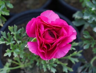 Beautiful Red ranunculus flower growing in an outdoor flower garden. ranunculus flower closeup, Red blooming flower, Closeup shot of a beautiful blossoming ranunculus in field