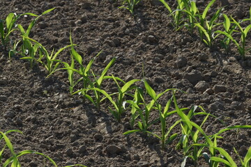 Mais,  Zea mays L. nach Auflauf