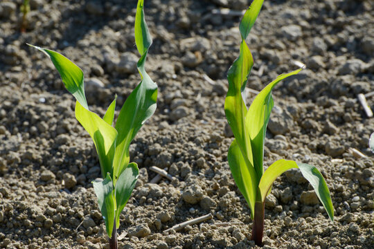 Mais,  Zea mays L. nach Auflauf