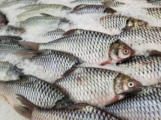 Fresh Common Silver Barb at fish market