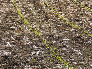 Mais, Mulchsaat, Erosionsschutz