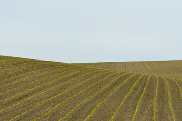 Fototapeta premium Mais, Zea mays L. nach Auflauf