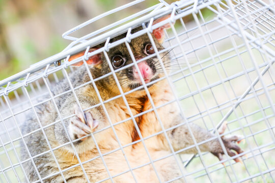 A brushtail possum is caught in a cage as a trap in Melbourne, Victoria, Australia