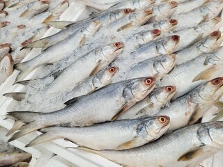 Fresh Threadfin at fish market