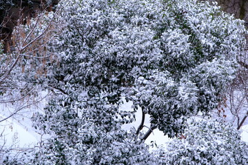 Snow covered tree details in the forest. Snow covered pine trees and coquina flower.
Winter season, snowfall. Cold weather. Snowstorm.