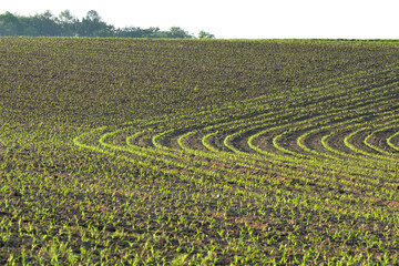 Mais,  Zea mays L. nach Auflauf