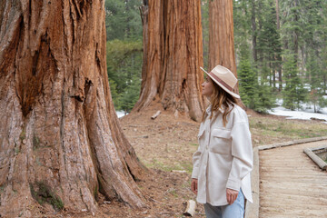 Obraz premium woman walking among giant trees in the forest in Sequoia National Park, USA. 