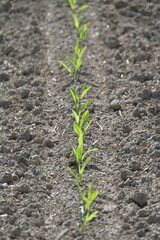 Mais,  Zea mays L. nach Auflauf