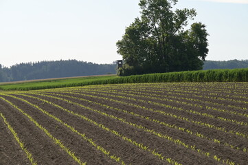 Mais,  Zea mays L. nach Auflauf