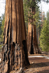 Giant Sequioa Trees in Sequioa National Park, California. 