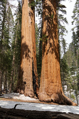 Giant Sequioa Trees in Sequioa National Park, California. 