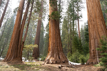 Giant Sequioa Trees in Sequioa National Park, California. 