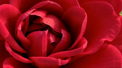 Dramatic Close-up of a Vivid Red Rose with Soft Lighting Displaying Delicate Petals and Intricate Floral Details Against a Blurred Green Background Nature Still Life Photography. Targets 150