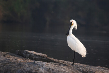 Graceful Black-faced Spoonbill at dawn