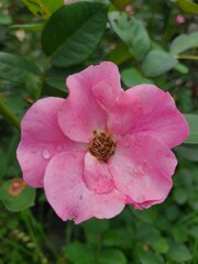 A close-up of a delicate pink rose with a visible water droplet on its petal. The flower's simple...