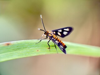 butterfly on a green leaf