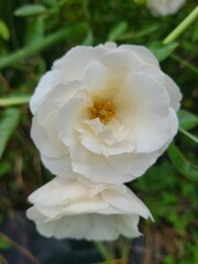 Obraz premium Close-up of a pure white rose with delicate petals and a golden center. The flower's pristine beauty stands out against a blurred green background, creating a serene and elegant image.