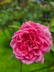 A close-up of a fully bloomed pink rose with layered petals, showcasing its delicate texture. The rose stands out against a soft, blurred green background, highlighting its natural beauty.