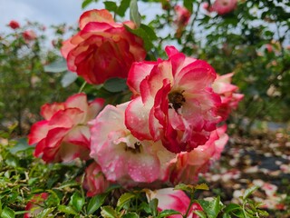 A cluster of two-toned roses, with petals transitioning from white to a vibrant red edge. The flowers have a slightly ruffled texture and are adorned with delicate water droplets.