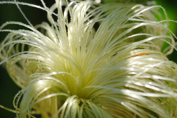 Mais,  Zea mays L. , Narbenfäden, Kolben