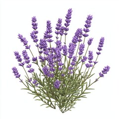 Naklejka premium Lavender bush isolated on white background