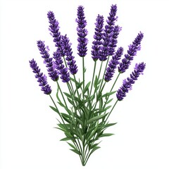 Naklejka premium Lavender plant isolated on white background