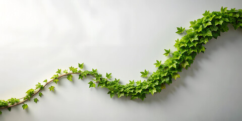  a lush verdant vine is curling up