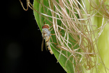 SMais,  Zea mays L. , Schwebfliege, Narbenf&auml;den, Kolben